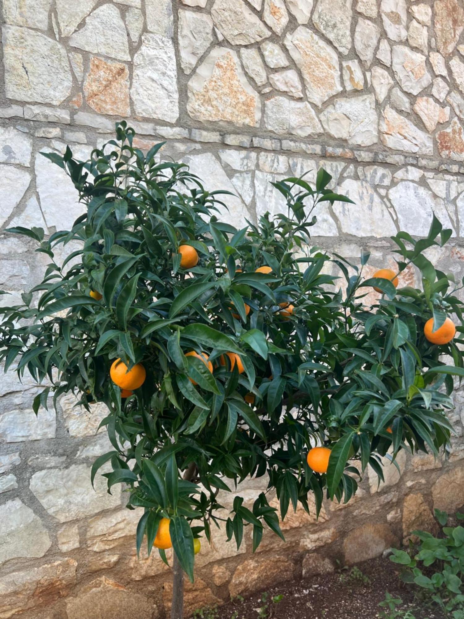 Jardin Miraculeux Hotel Himarë Eksteriør billede