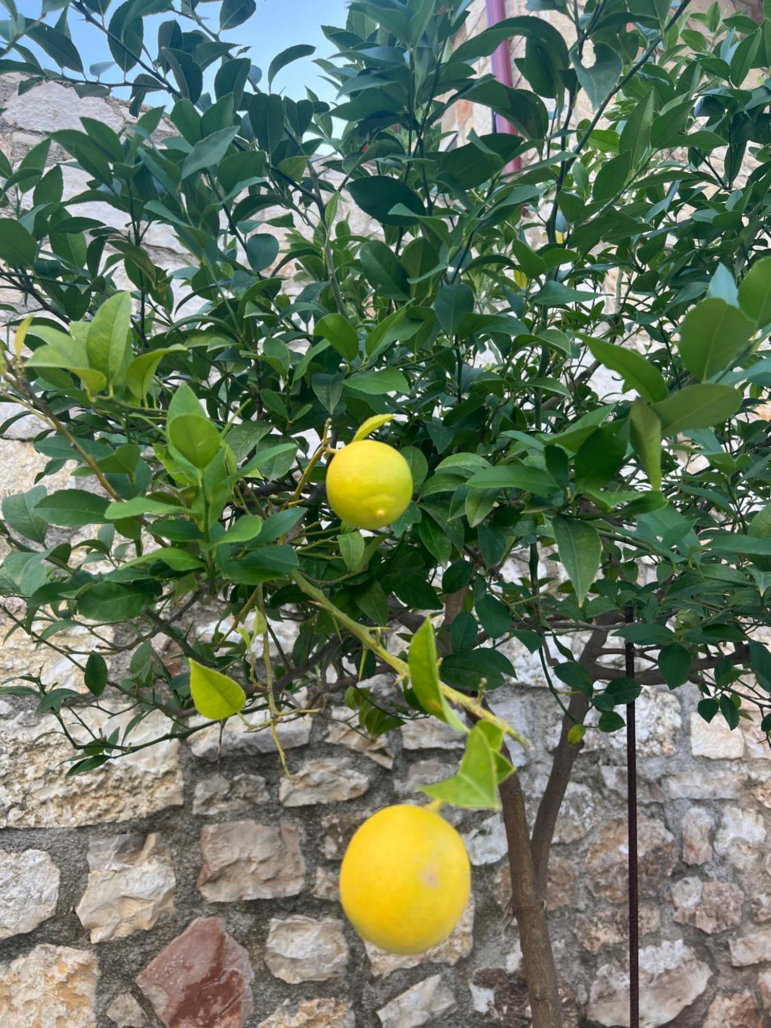 Jardin Miraculeux Hotel Himarë Eksteriør billede