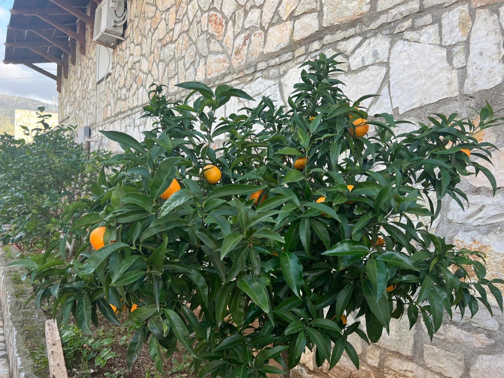 Jardin Miraculeux Hotel Himarë Eksteriør billede