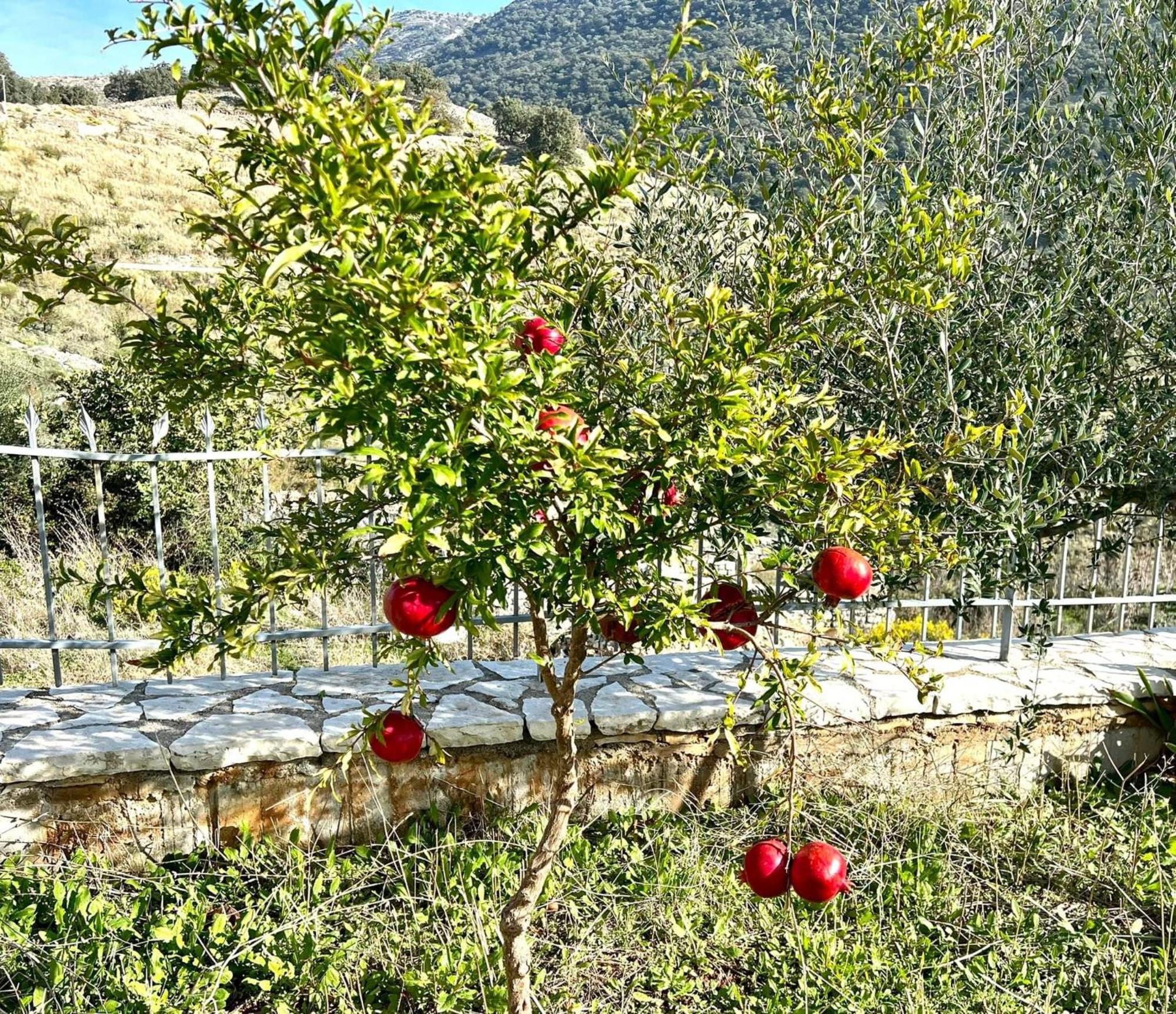 Jardin Miraculeux Hotel Himarë Eksteriør billede